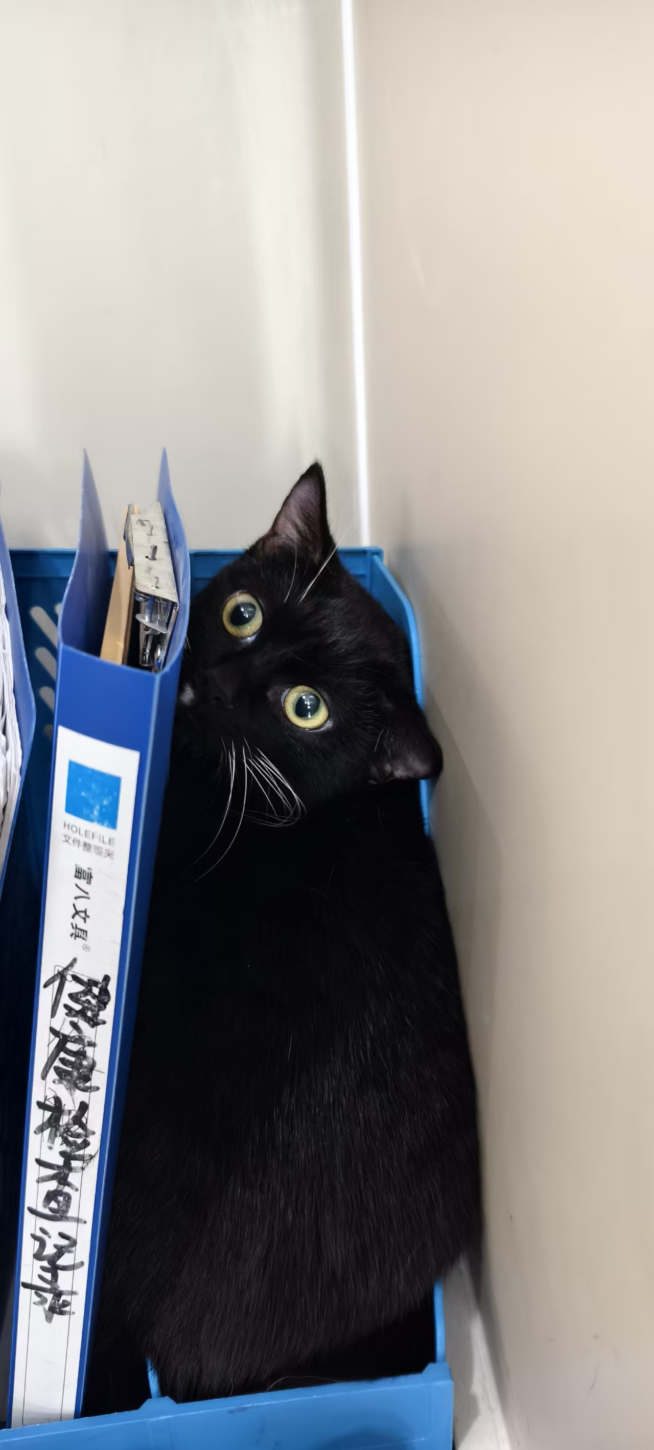 猫咪